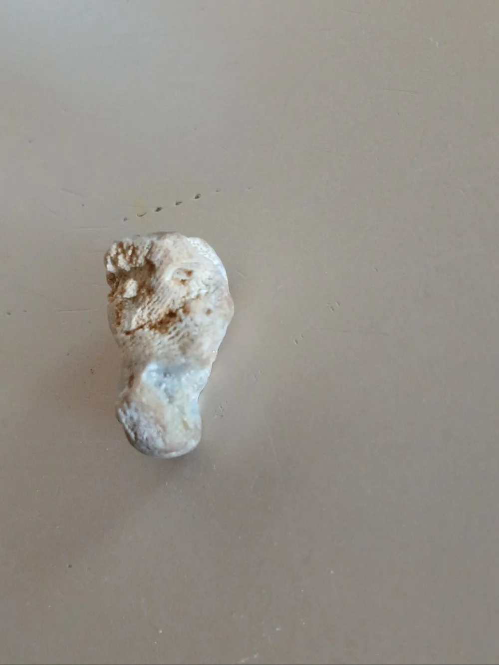 Fossil Collection - Picture 3 of 14